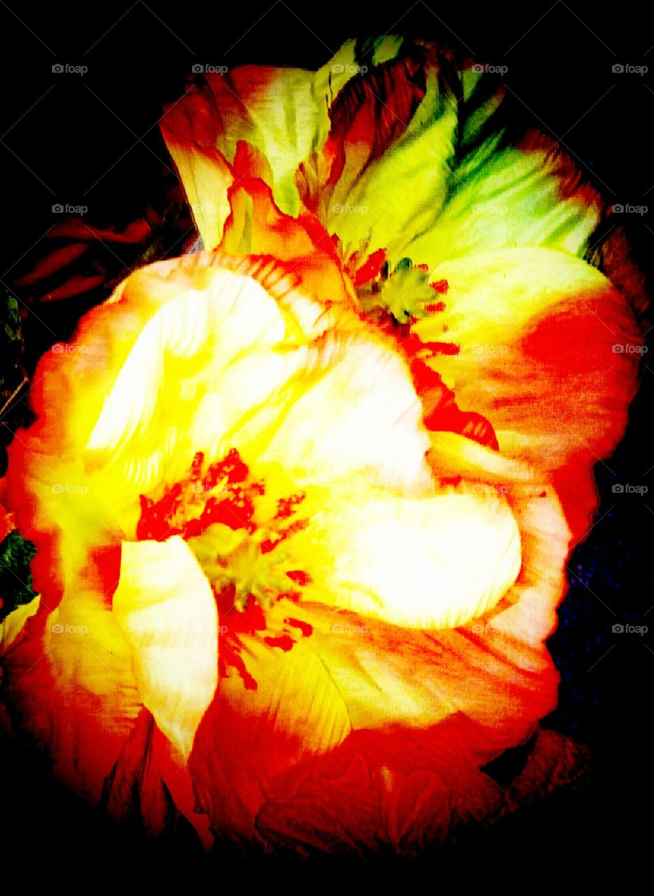 Flower, No Person, Color, Fall, Nature