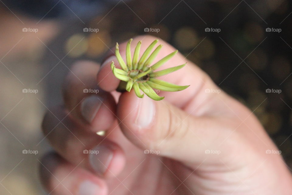 mangrove seeds