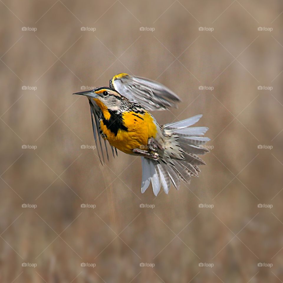 eastern meadowlark