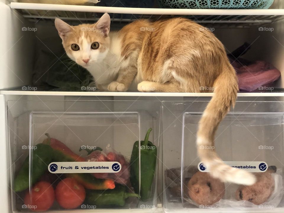 Beautiful and cute cat in the fridge looking at camera.