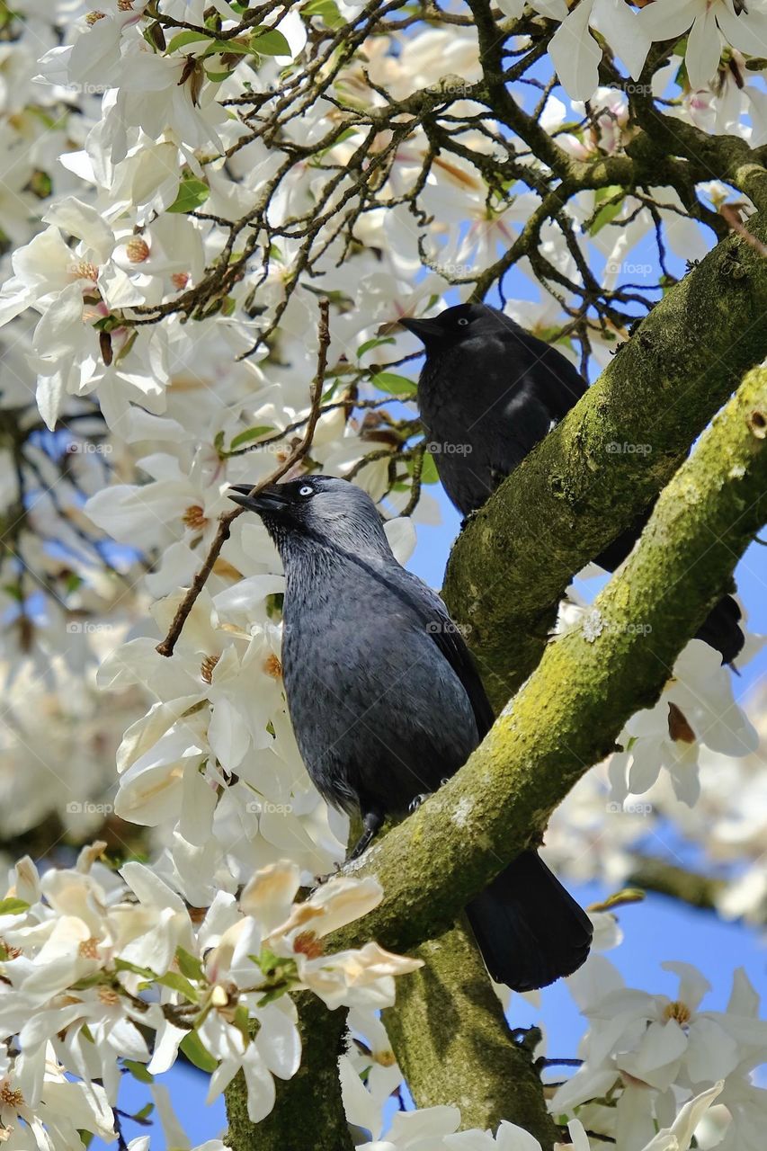 Low angle view of two crows sitting on blossoming magnolia tree branch. 