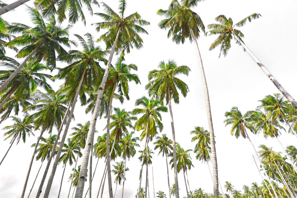 Palm trees on white background