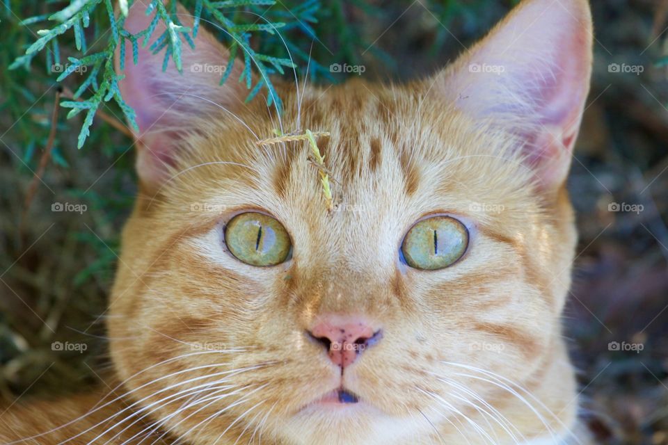 Portrait of a cute kitten