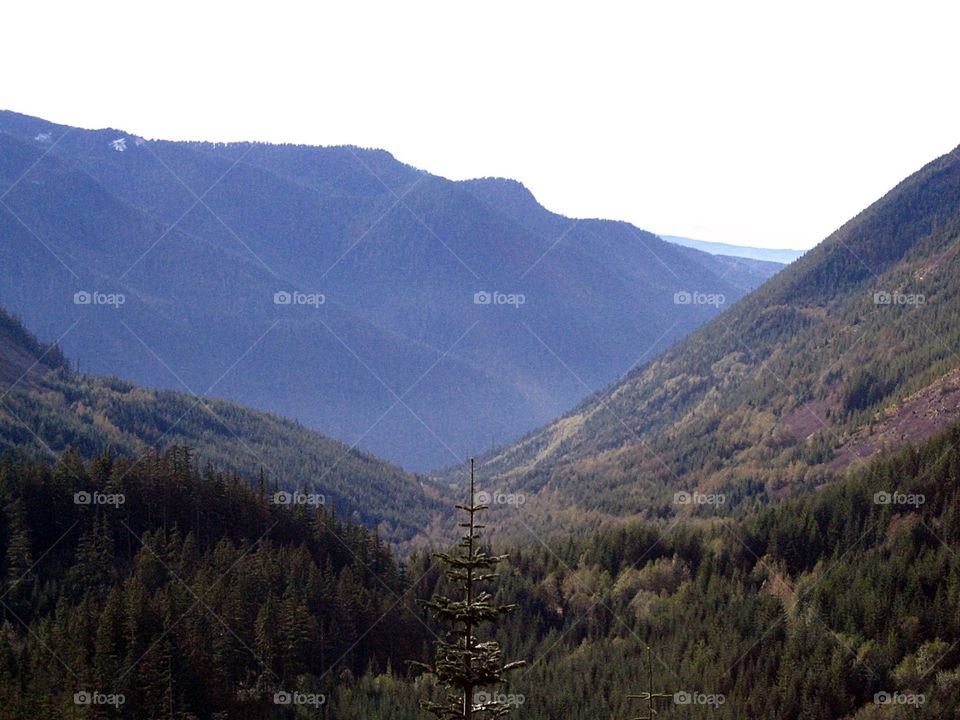 Carbon River Valley