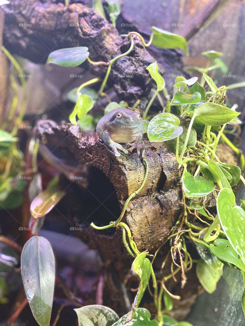 Blue Whites Tree Frog on Cork Hollow with Pothos and Philodendron 