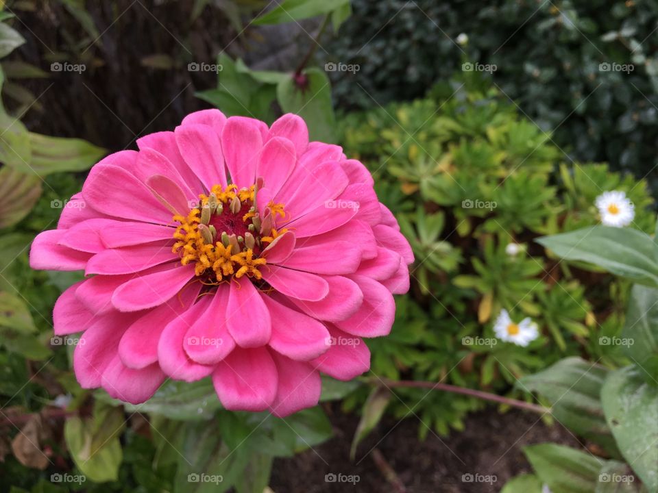 Pink Zinnia