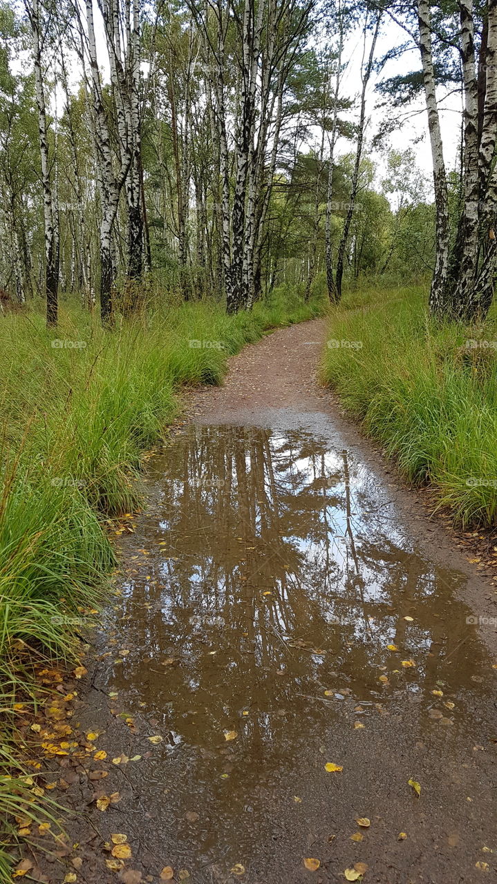 Rainy path in the forest, reflection on the puddle