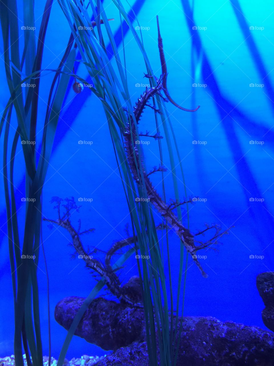 Sea dragon at Aquarium of the Pacific in Long Beach, California 