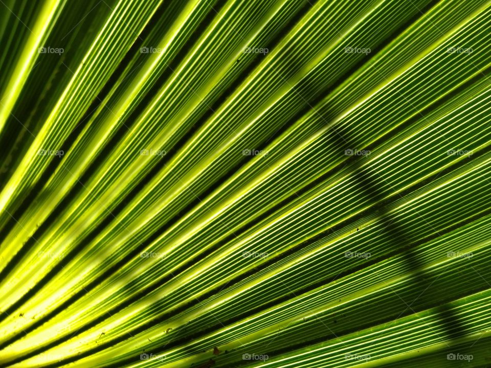 fresh green leaf palm