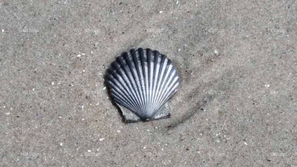 lone seashell
