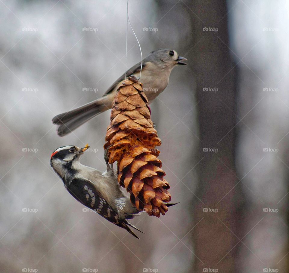 Two birds perching on pine cone