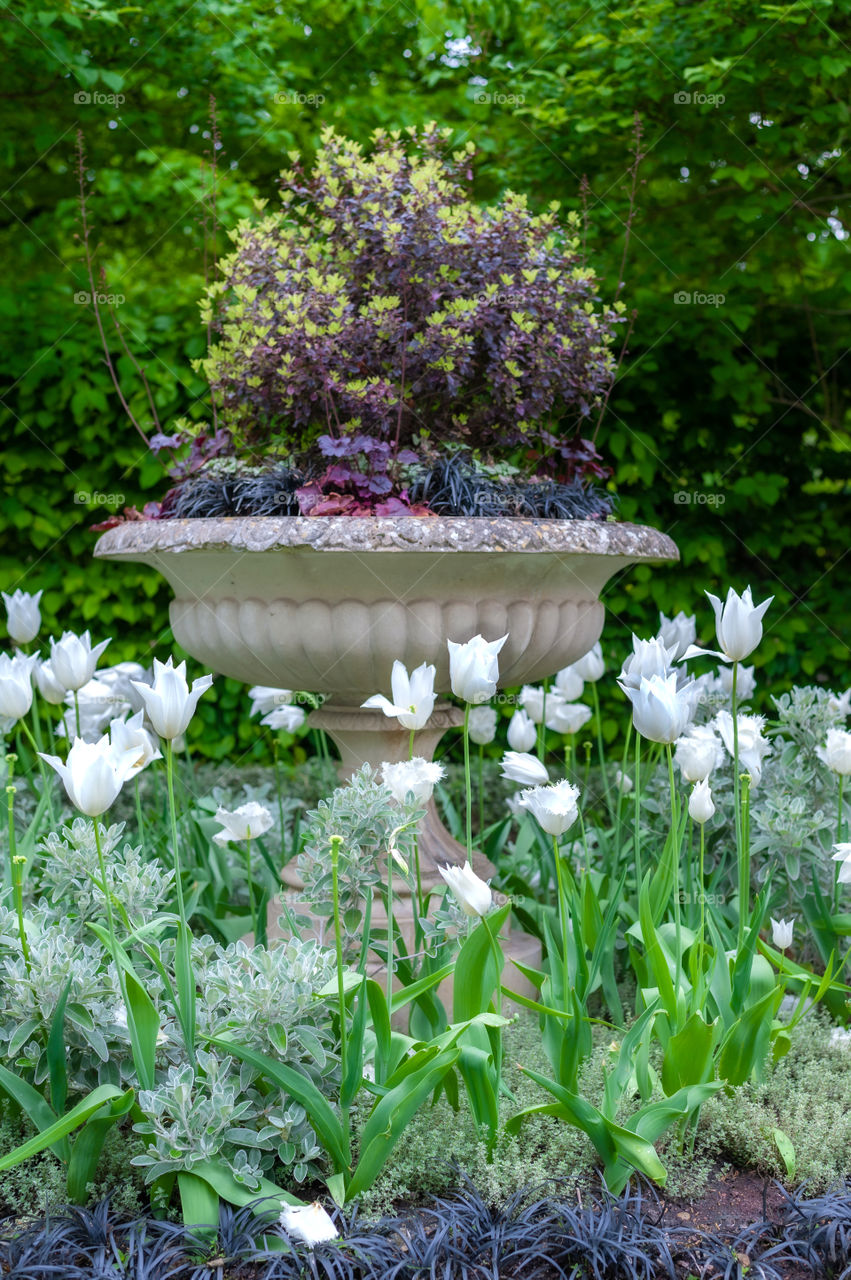 White tulips surrounding plant vase in Regent's Park. London. UK.