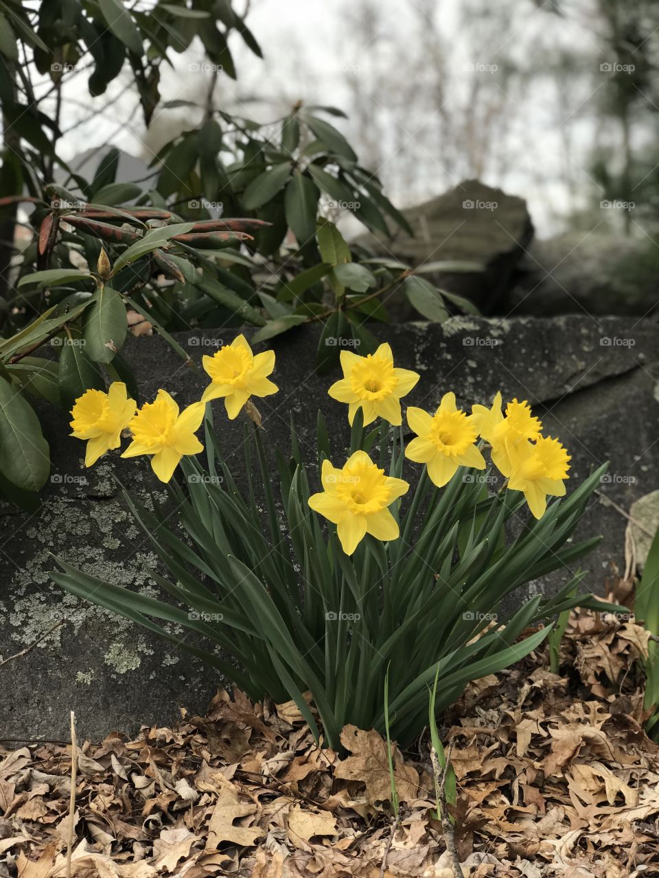 Finally Spring Daffodils!