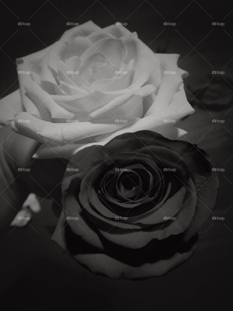 Black and white roses from a rose garden 