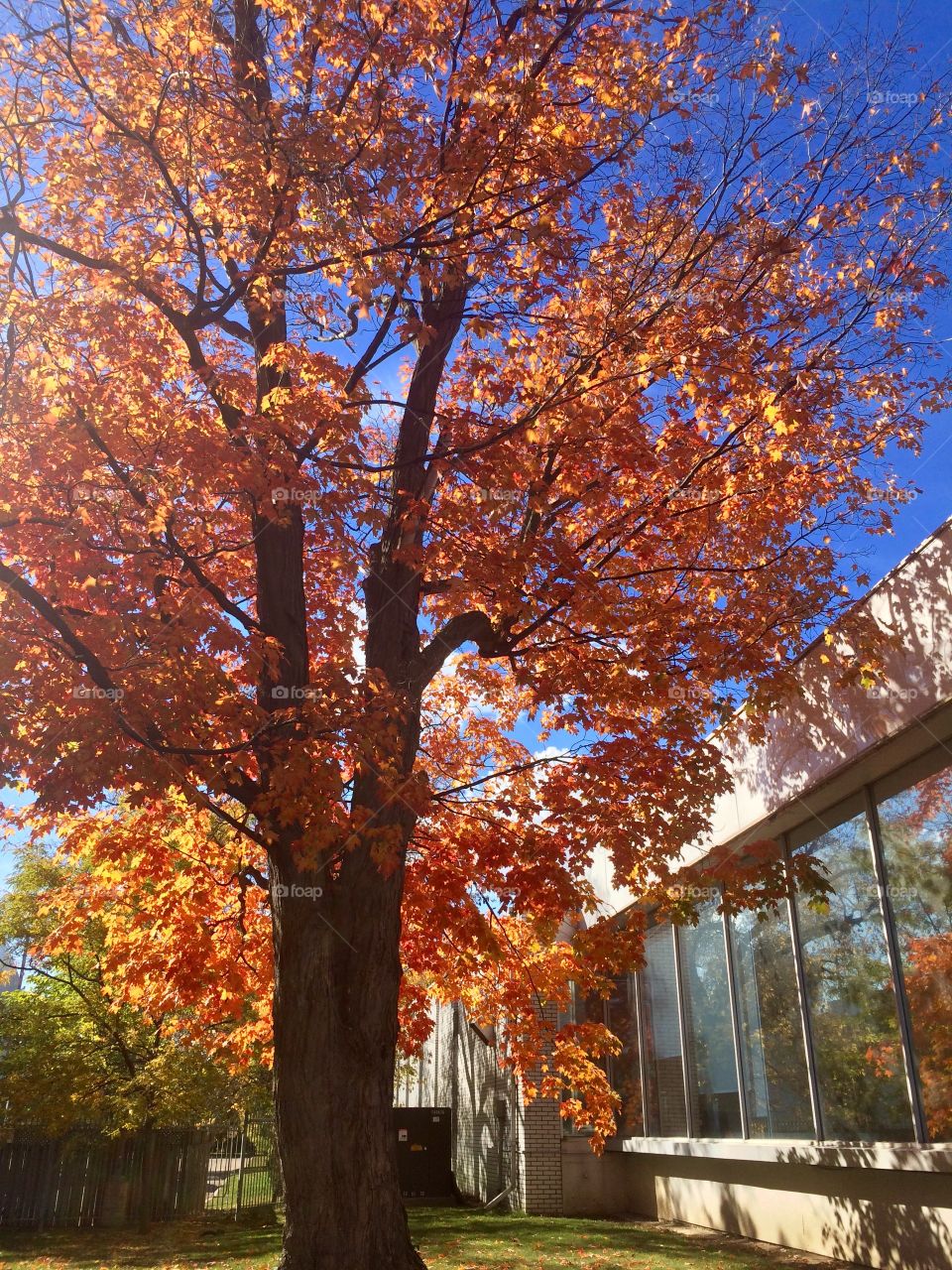 Beautiful Autumn Toronto 