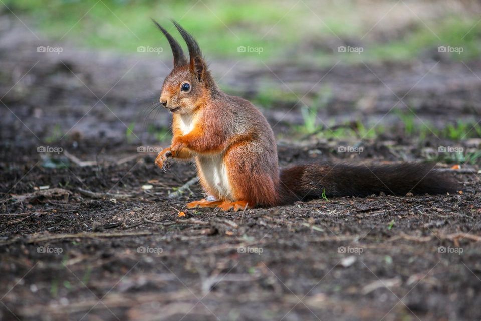 Squirrel close-up in a forest