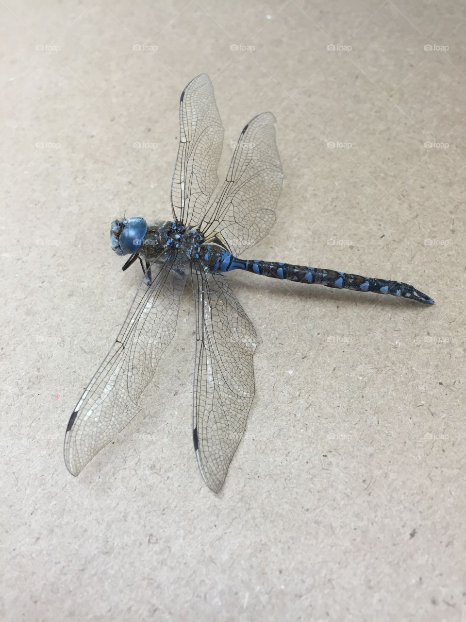 Dragonfly, Insect, Wing, Nature, Fly