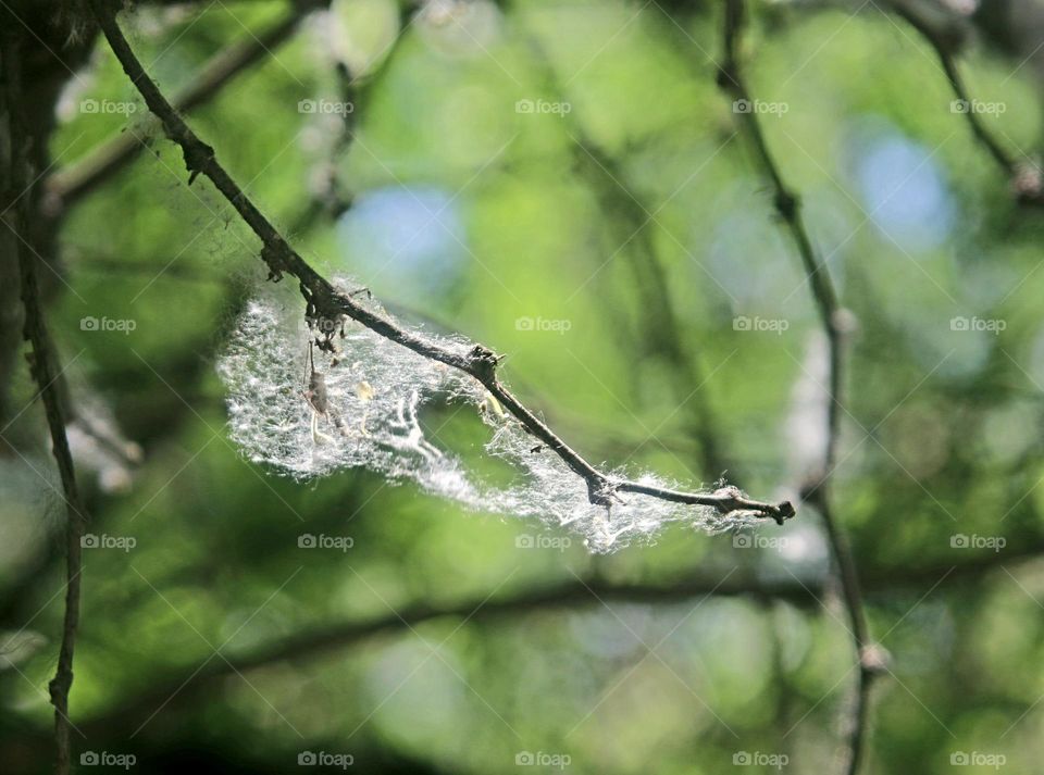 Spider Web in Morning Light