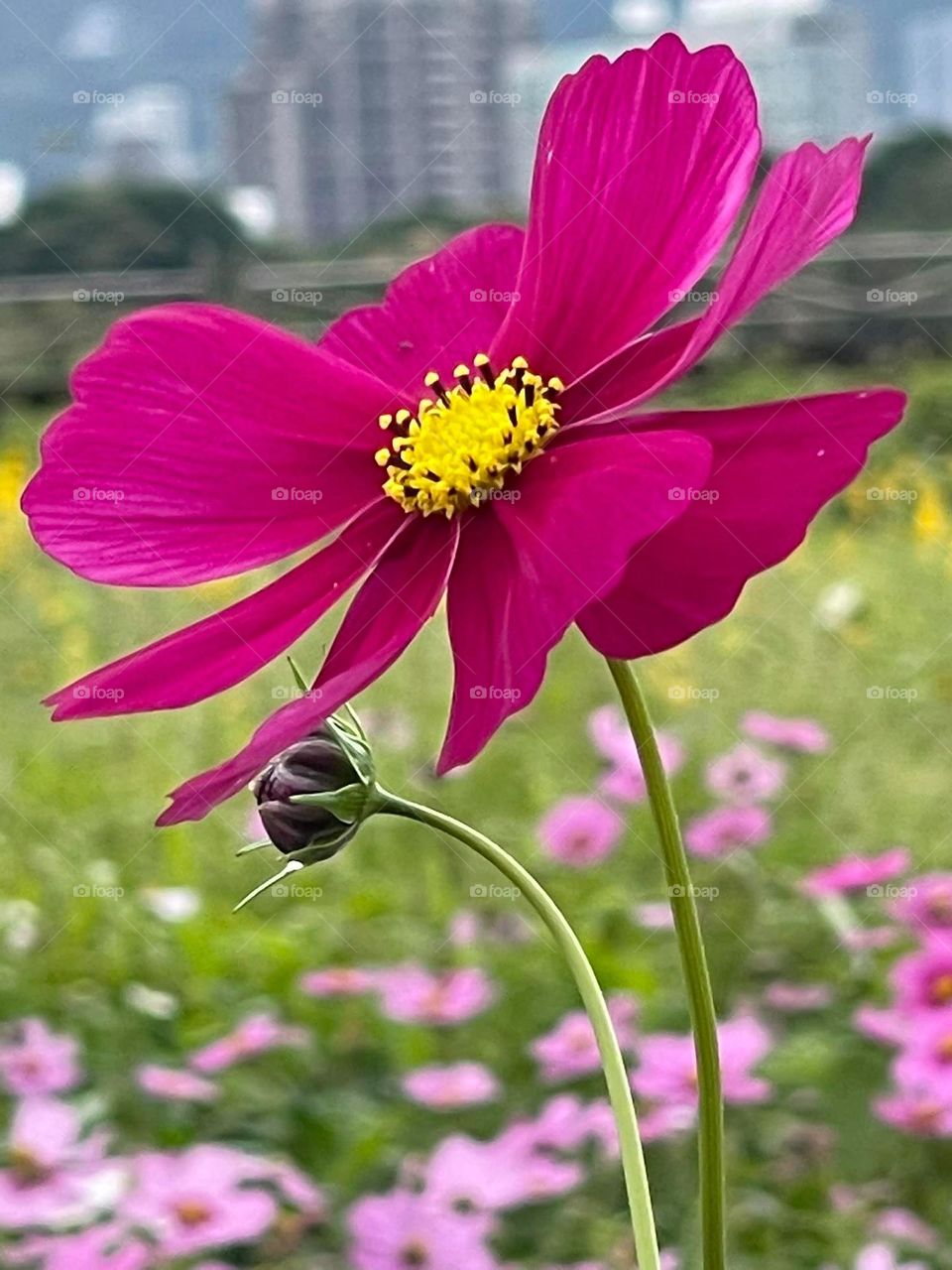 Beautiful flowers in bloom