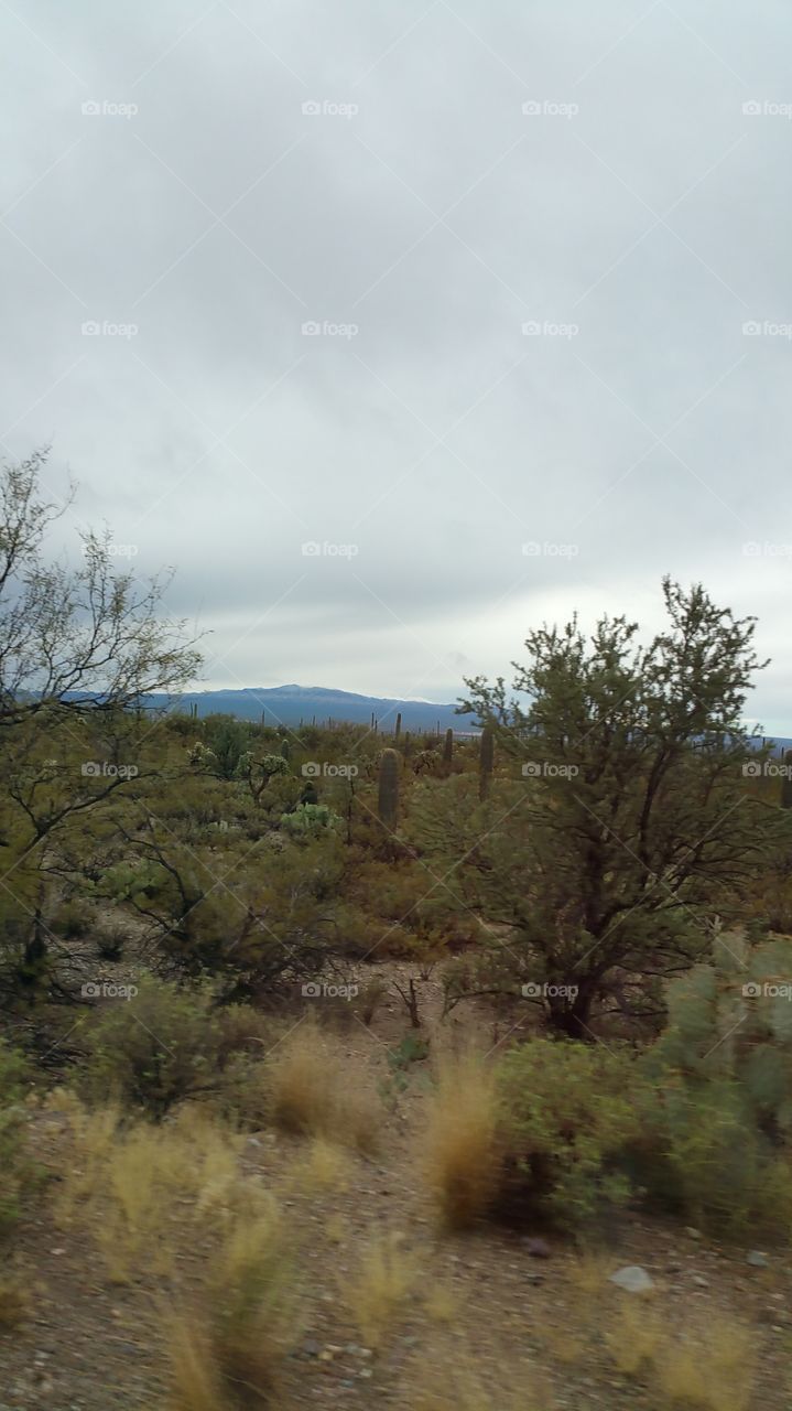 saguaro national park