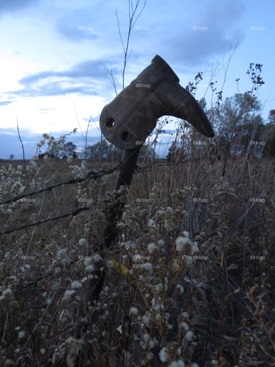 Boots, life of a horse family