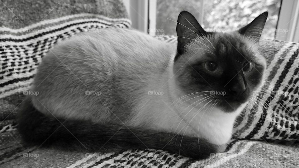 Beautiful White Whiskers on black siamese face resting in loaf position