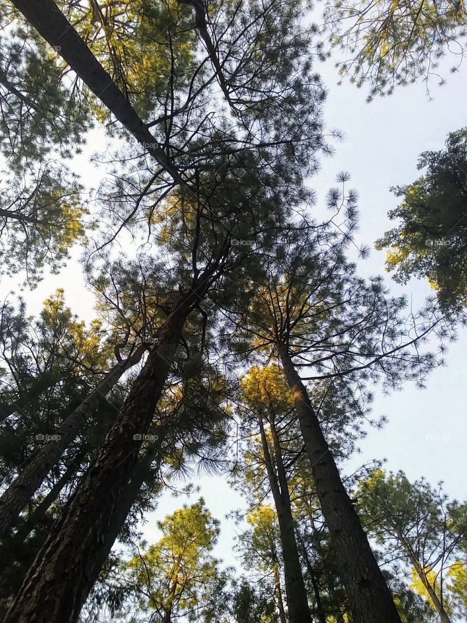 beautiful pine trees reaching for the sky