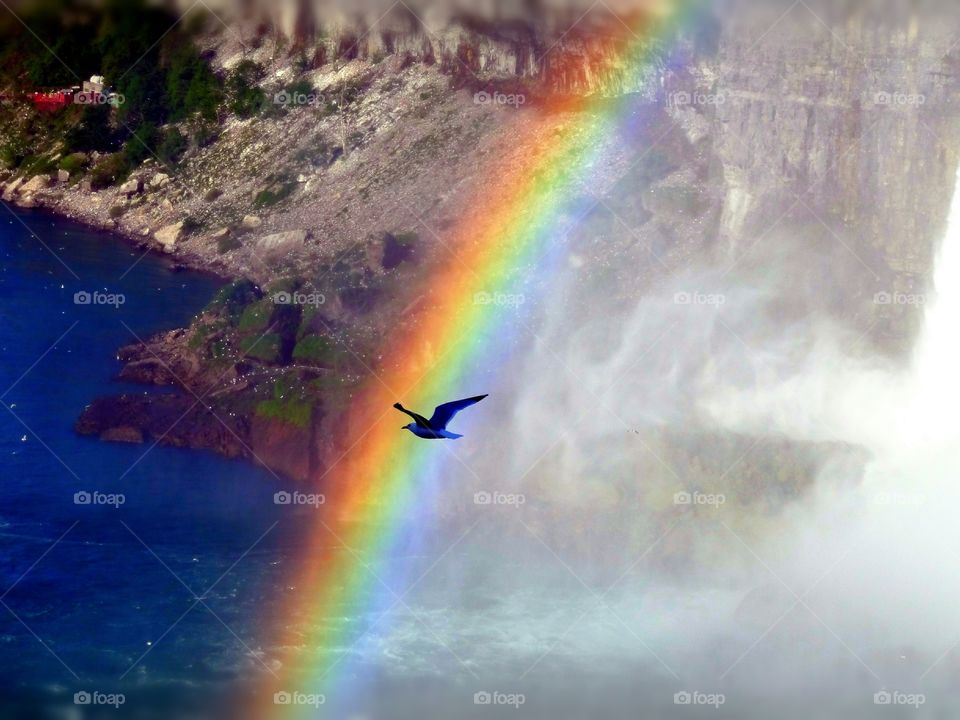 Somewhere over the rainbow.  Action shot of a seagull flying directly through a rainbow.