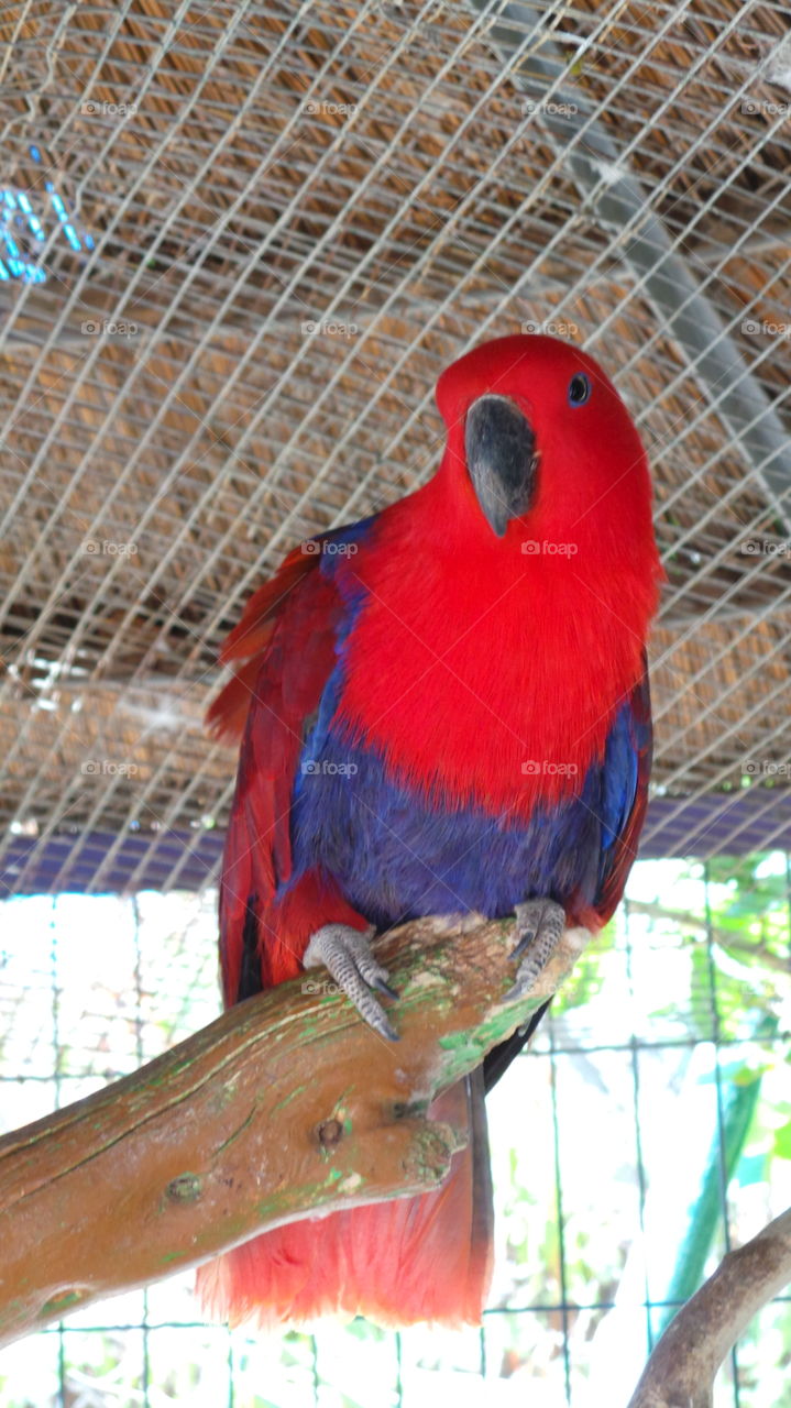 red and blue parrot