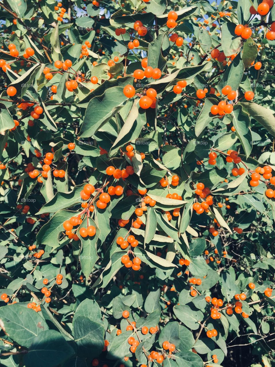 orange berries on the summer bush in the park