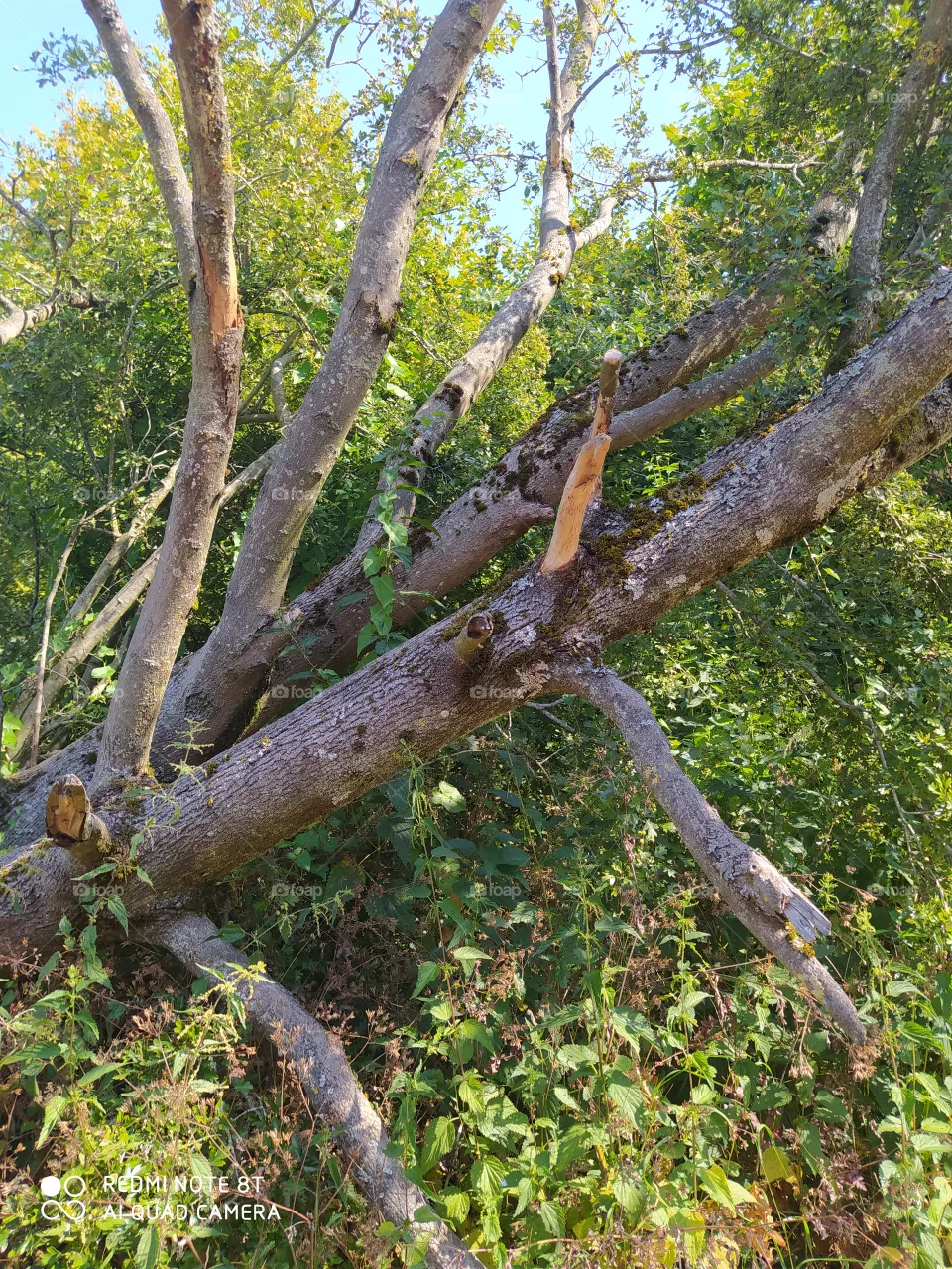 old tree