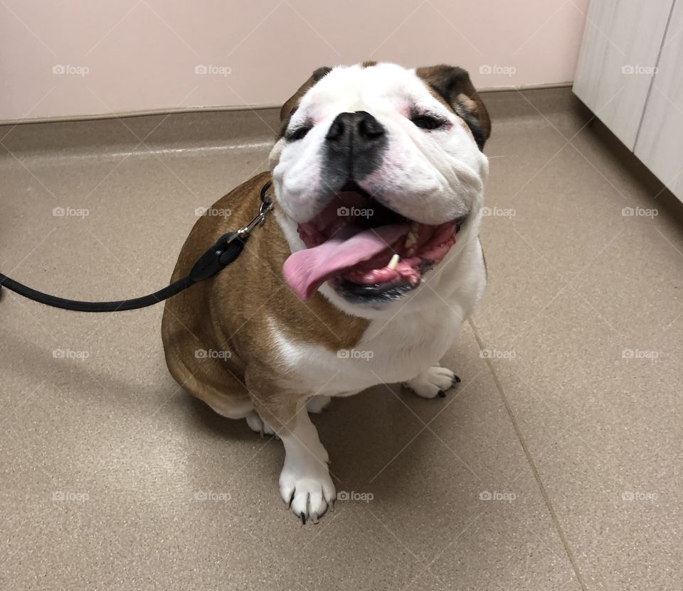 English bulldog tongue hanging out excited at the vet 