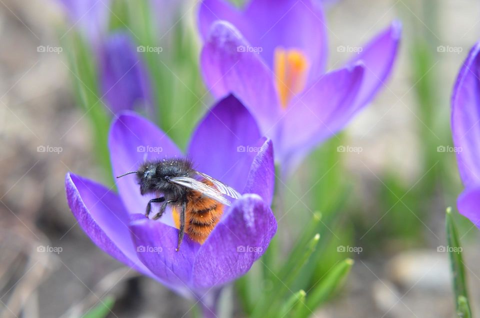 Bees-Nature in Motion