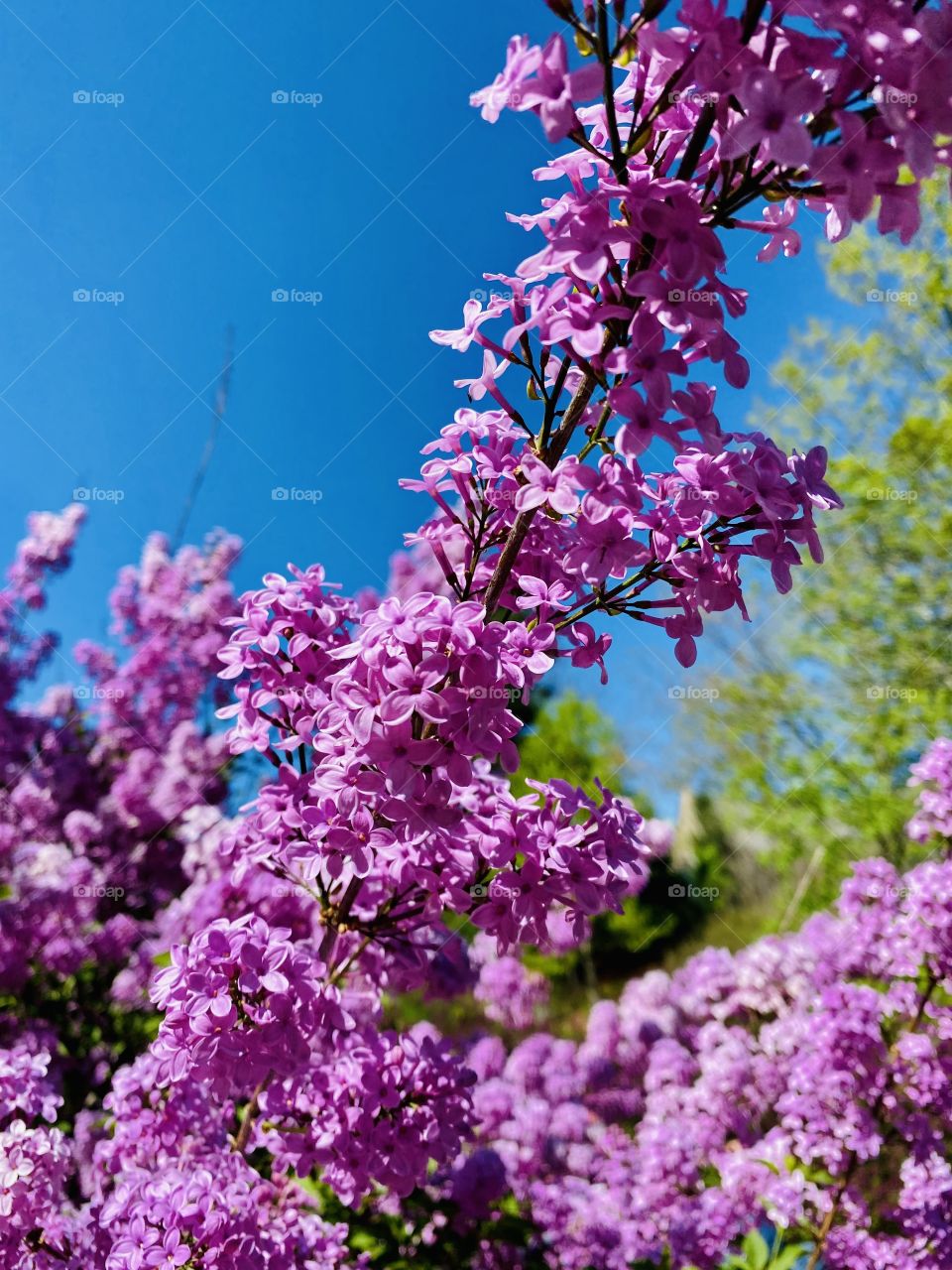 Fragrant Lilac flower 