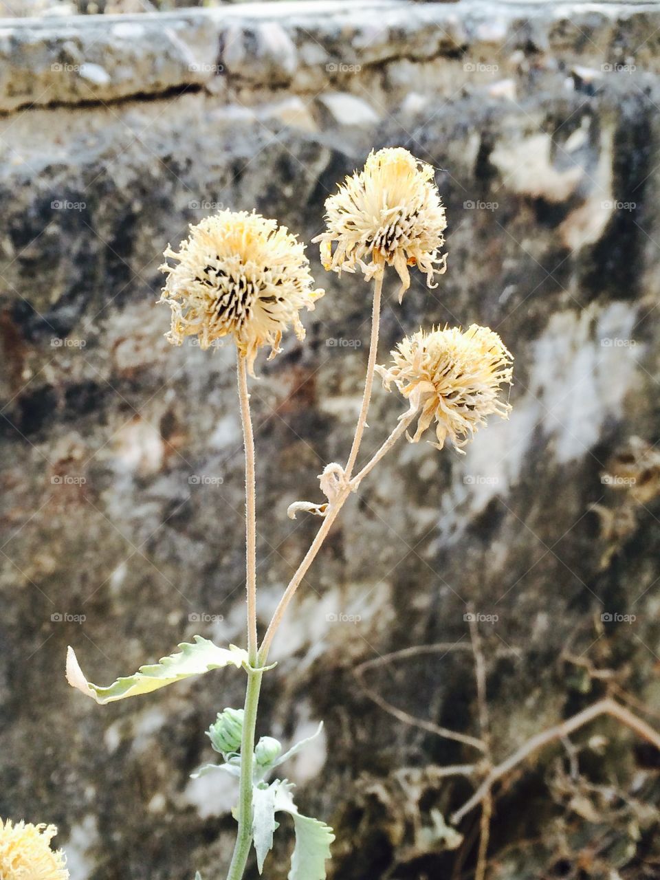 Dry flower and plant