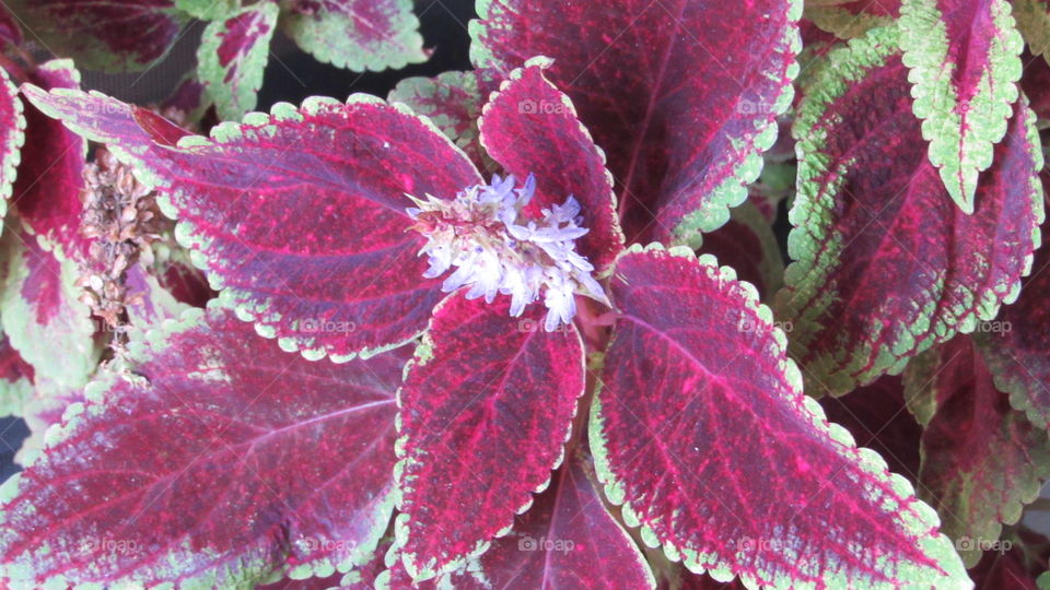 Purple Plant