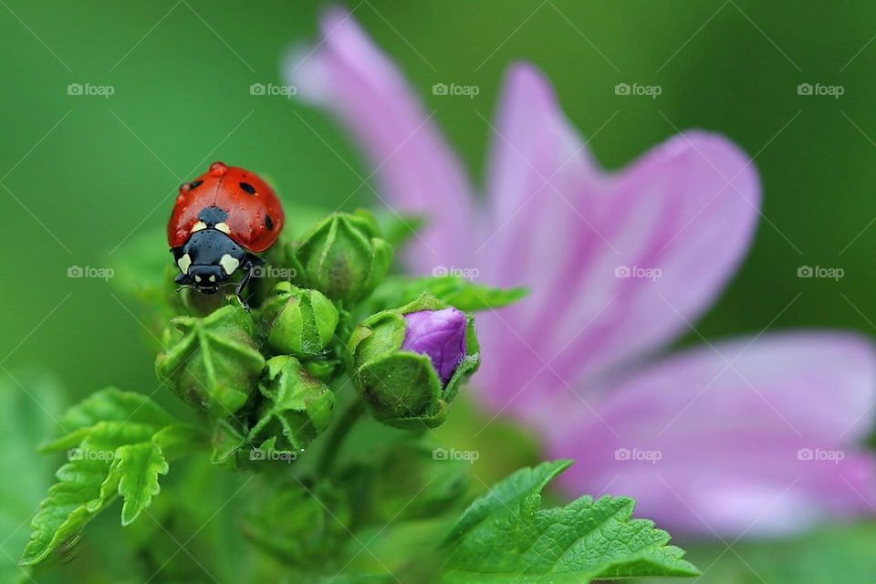 ladybug