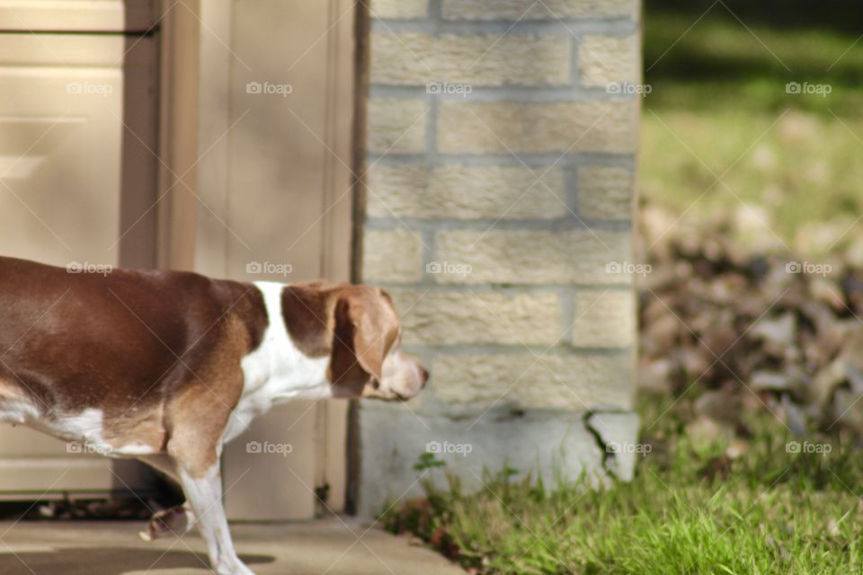 Dog looking for a squirrel 🐿