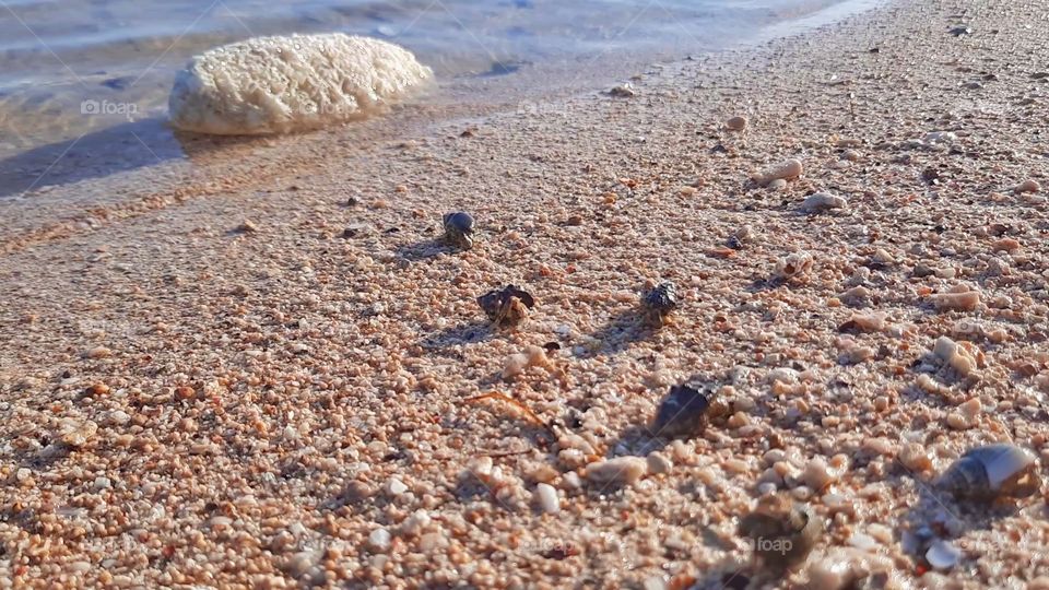 some shells walking towards the beach in the morning.