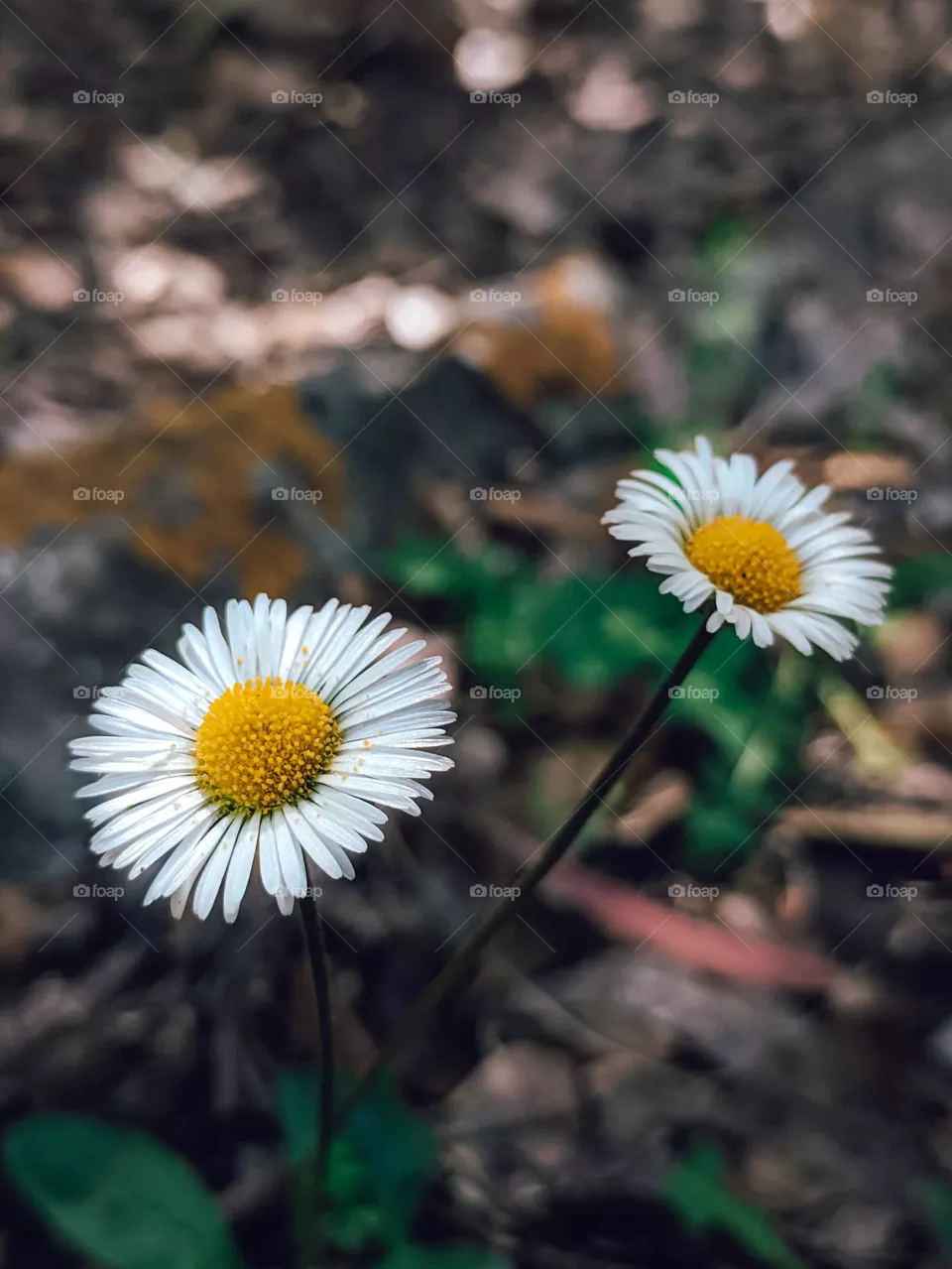 flowers 🌹
