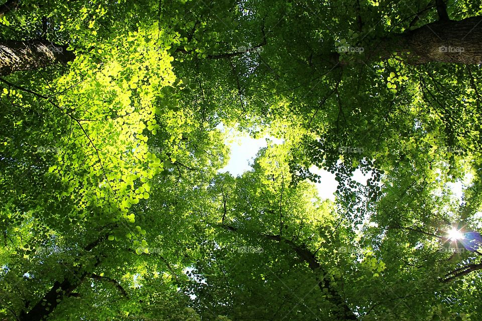 green leaves of trees