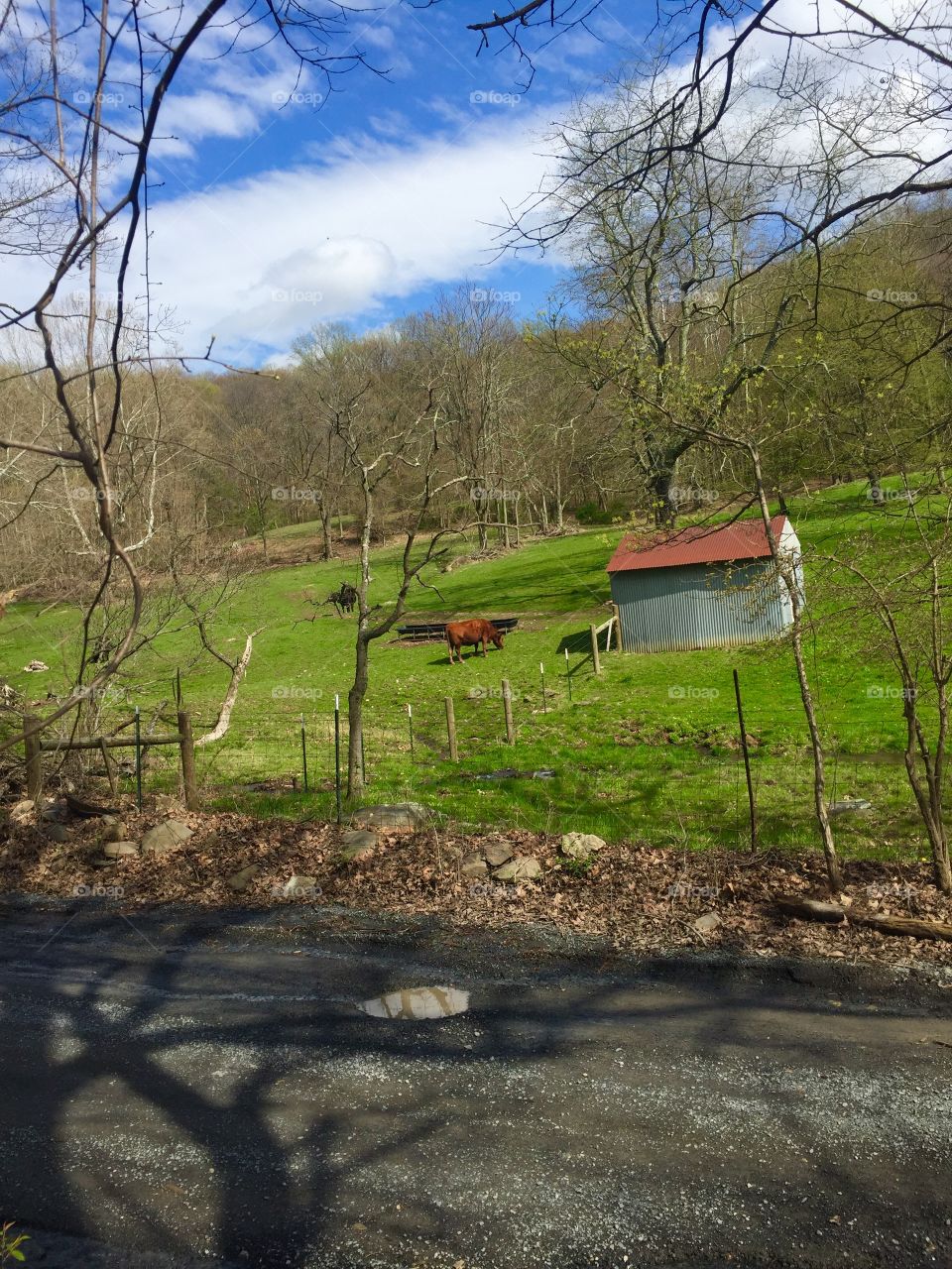 Cows grass by stream and small barn along rural road in spring in Virginia 