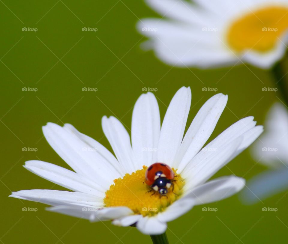 Bug  love over flower 