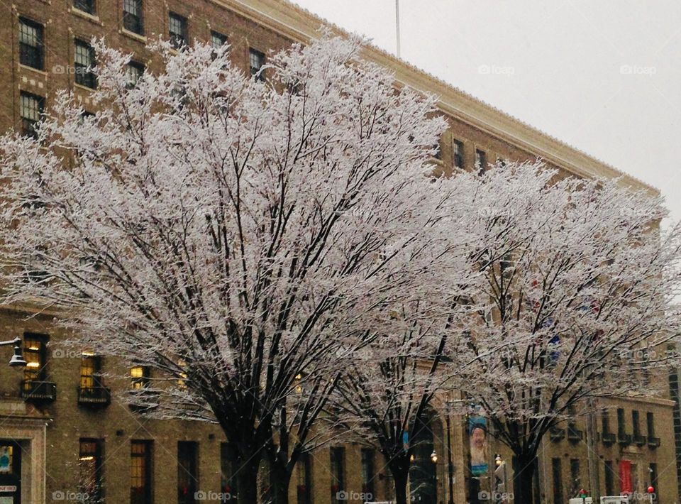 The trees along Huntington Avenue in Boston are transformed into a stunning winter spectacle, their branches heavy with perfectly crystallized snow and ice. The snow clings to every twig creating an ethereal effect against the muted gray sky.
