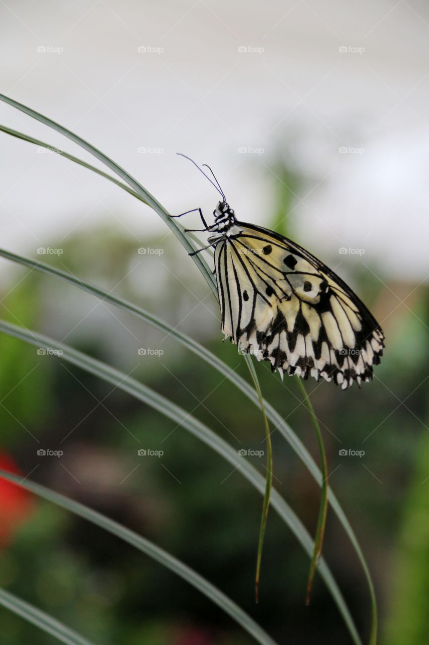 A delicately coloured cream and black butterfly wings folded on blade of grass