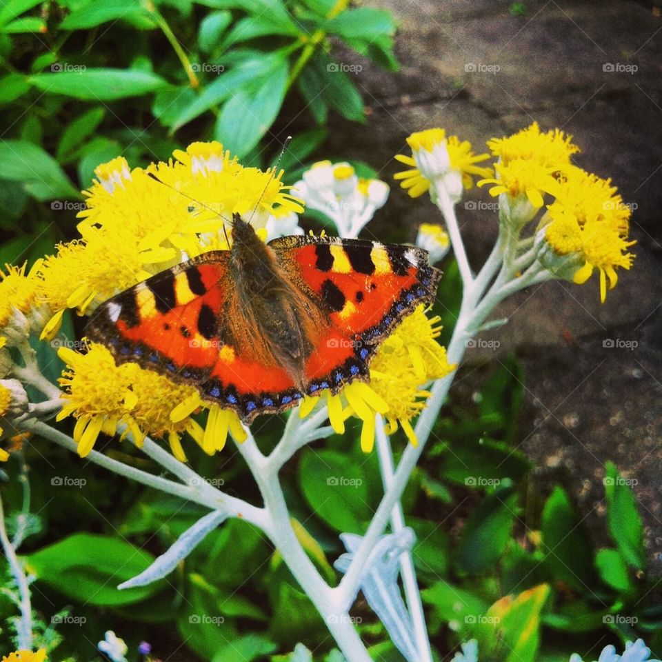 Butterfly in my garden