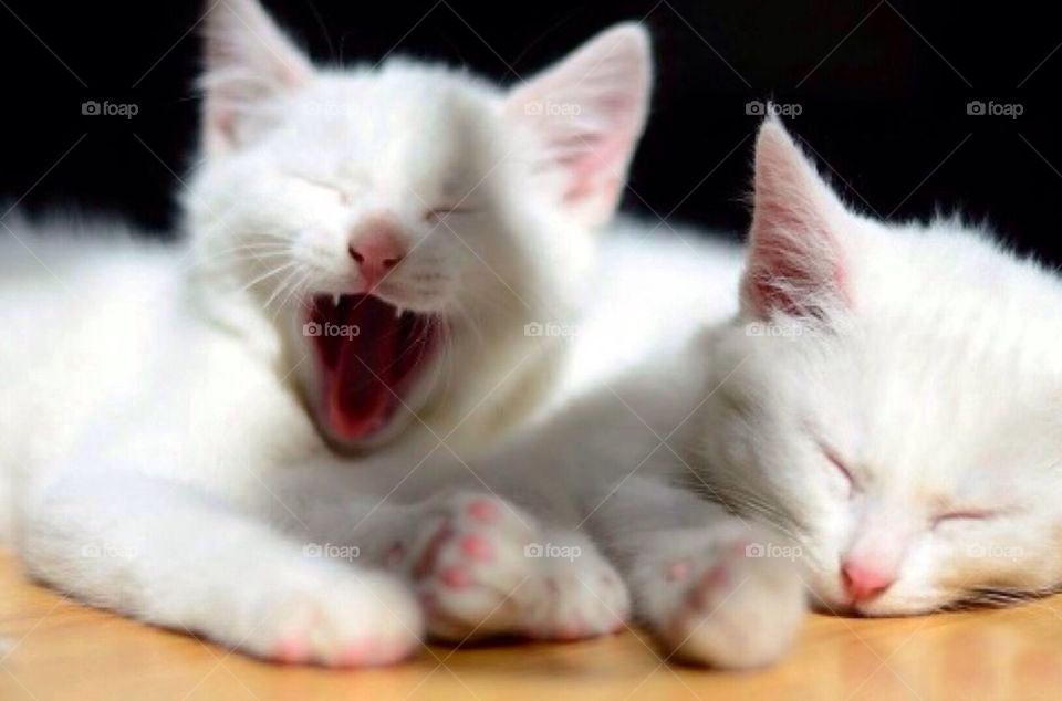 Tired kittens