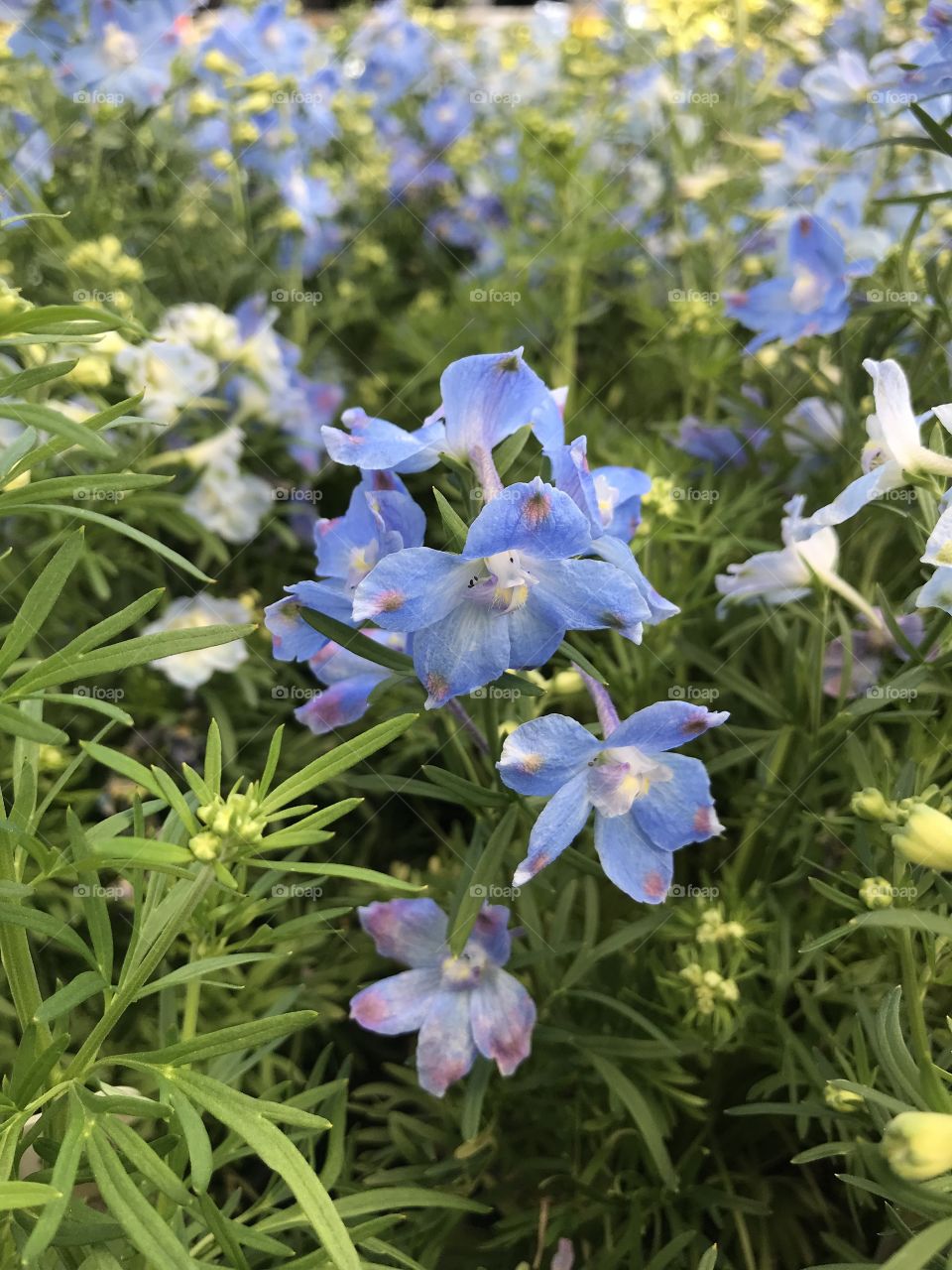 Beautiful blue flowers 