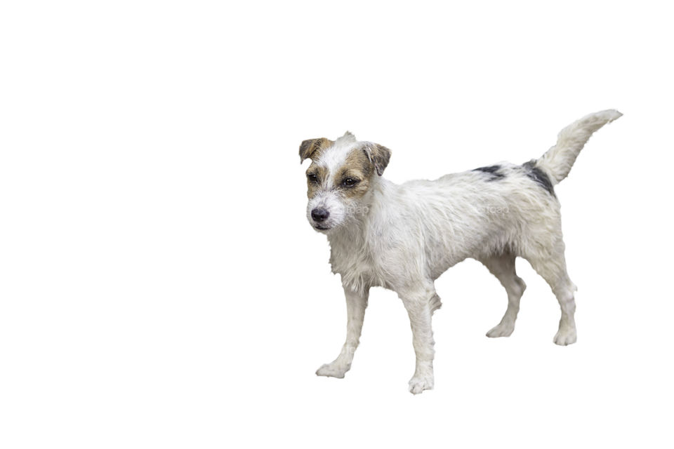 Portrait of white dog on a white background with clipping path.