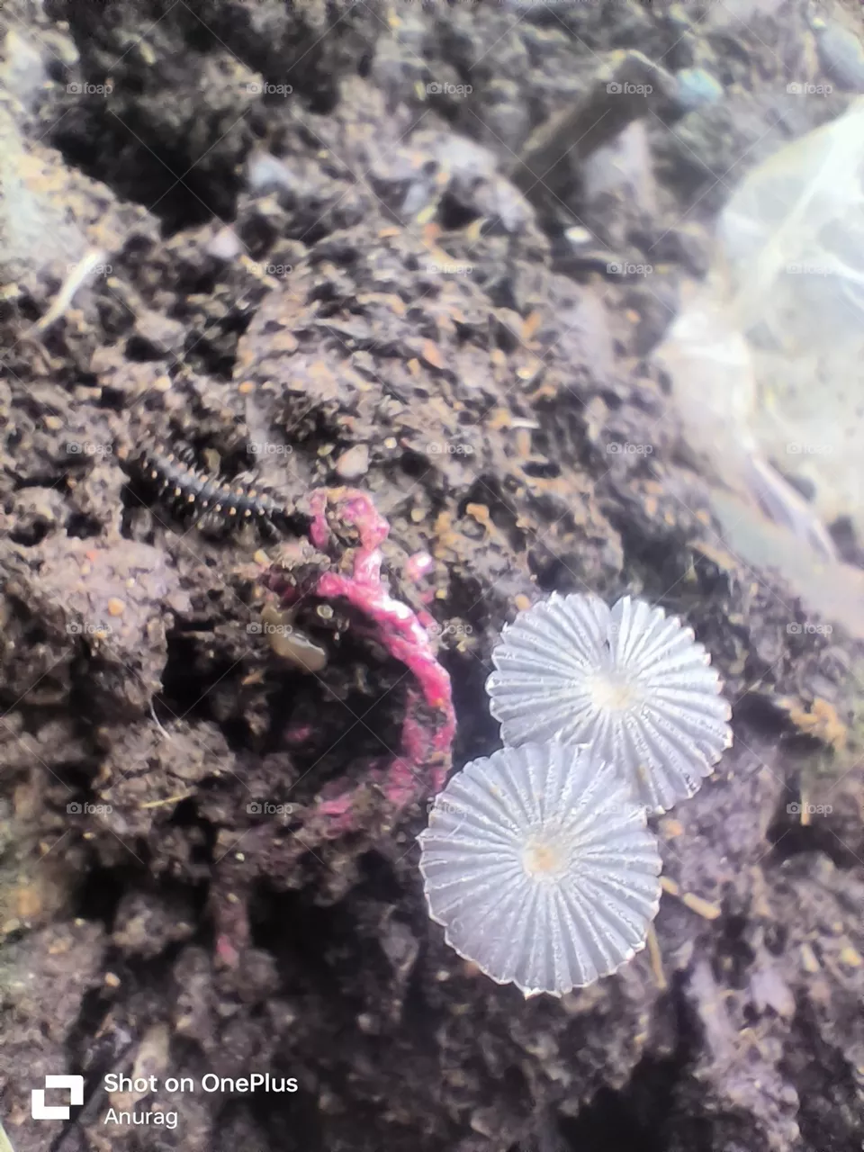 mushroom
